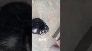 speaking dogspeaking barking dogbarking dog shortviral tiktok tiktokvideo creche enjoying [upl. by Riplex432]