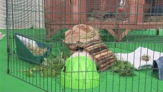 How To Set Up Your Guinea Pigs Playpen [upl. by Spain]