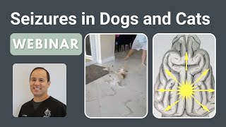 Seizures in Dogs and Cats  SEVN Webinar Series [upl. by Adnak]