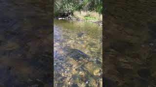 Salmon Return 20 Mile Creek Jordon Ontario [upl. by Swenson80]