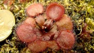 Drosera falconeri Petiolaris Sundew [upl. by Adas]