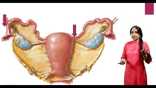 Histology of the Fallopian Tubes [upl. by Adianez]