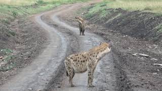 Spotted Hyena going somewhere 5 [upl. by Elidad424]