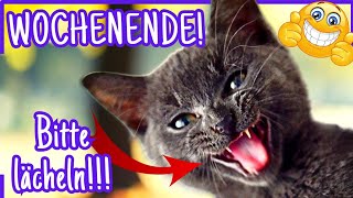 Süße Gute Laune Grüße zum Teilen 🐱 SCHÖNES WOCHENENDE 🌞 [upl. by Adniled]