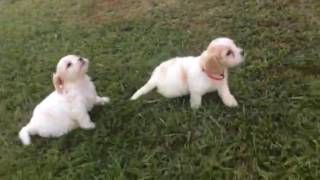 Adorable Five Week Old Cavachon Puppies Playing [upl. by Scrivens796]