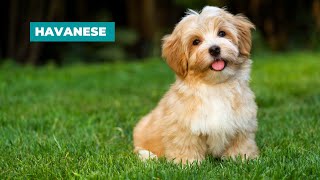 Havanese Dogs 101 Everything You Need To Know [upl. by Sidra]