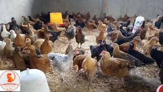 Whats the growth of kuroiler Breed  eugenepoultryfarmlimited [upl. by Redleh]