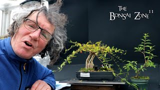 Pruning My Barbados Cherries The Bonsai Zone Jan 2024 [upl. by Lathrope684]