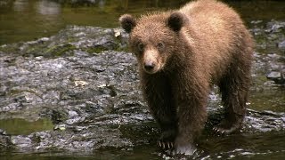 Cute Grizzly Bear Cubs Practice Fishing  Deadly 60  BBC Earth [upl. by Aniraz]