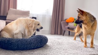 Golden Retriever Protects his bed from a German Shepherd [upl. by Ava]