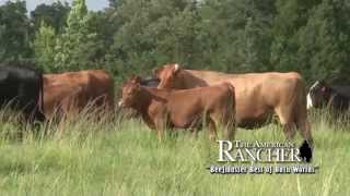 Beefmasters Work For Commercial Cattlemen [upl. by Oaht]