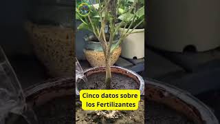 Consejos para el Cultivo de Flores en Casa Fertilizantes Caseros Efectivos [upl. by Eri]