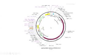 CRISPR CAs9 Gene Editing How to design sgRNA [upl. by Lerraj161]