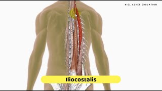 Trigger Point Anatomy Tutorial  Erector Spinae Muscles [upl. by Arahat918]