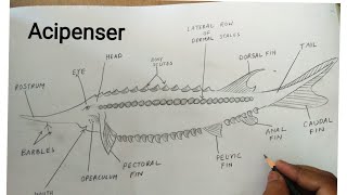 how to draw acipenser sturio fish [upl. by Best746]