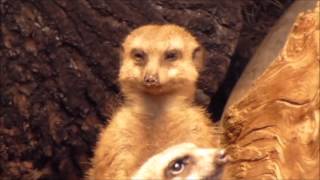 Tired Meerkat Falls Asleep [upl. by Vassily]