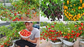 Harvest Red Savina Habanero super hot peppers  Grow the hottest chili in the world [upl. by Haseena187]