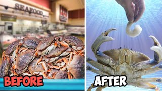 Raising a Grocery Store Crab as a Pet [upl. by Eilrebma]