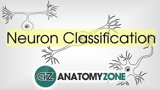 Types of Neurons by Structure  Neuroanatomy Basics  Anatomy Tutorial [upl. by Ajin479]