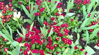 Bowral වල දවසක්  Tulip garden  Alexandria reserve  Katoomba Lookout [upl. by Novi363]