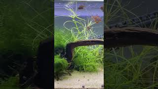 Plants and tiger barbs growing good chill lofi aquarium aquascape fishtank [upl. by Joachim]