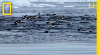 Penguins vs Leopard Seal  National Geographic [upl. by Carlisle385]