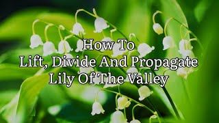 How To Propagate Lily Of The Valley Growing Lily Of The Valley Plant Propagation [upl. by Del]