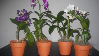 ¿Cómo cuidar a las orquídeas en casa [upl. by Ddot682]