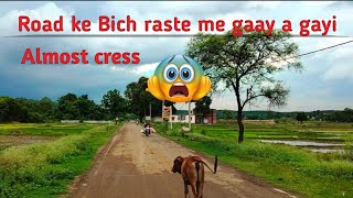 Road ke Bich raste gaay a gayi almost cress sp sinhe sujeet mahato vlogs [upl. by Goldfarb]