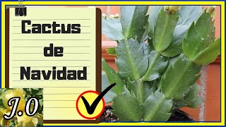 🌟 Cuidados del Cactus de NAVIDAD 🌵 Schlumbergera truncata un cactus ATÍPICO [upl. by Ahsiyn]