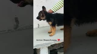 jerman Shepard puppy dog and beautiful sound of animal in the world shorts 😍❤️ [upl. by Skiest]