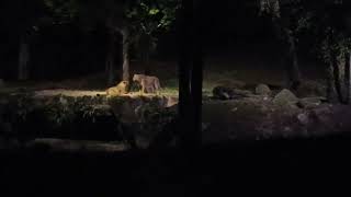 Night Safari Singapore Asiatic Lioness Roar Leopard Trail [upl. by Fraya]