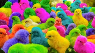 Ayam Lucu ayam warna warni ayam rainbow kelinci lucu bebek lucu ikan koi Hewan Lucu [upl. by Paola]