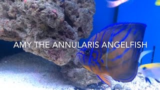 Amy the Annularis Angelfish Pomacanthus annularis [upl. by Sainana]