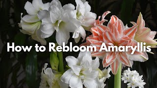 How to Rebloom an Amaryllis [upl. by Yasu]