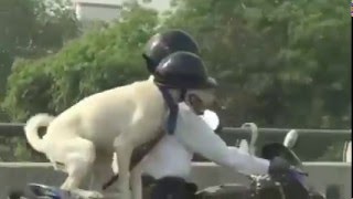 Funny Road Driving  Dog With Helmet [upl. by Resee]