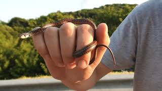 Saettone occhirossi  Italian Aesculapian Snake Zamenis lineatus tail vibrating behaviour [upl. by Arrec]