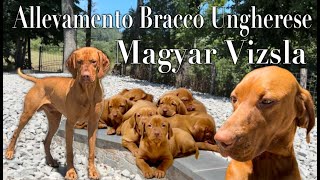 Allevamento Cuccioli Bracco Ungherese Magyar Vizsla [upl. by Barayon725]