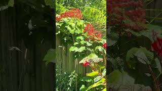 Hummingbird redbirdgardeninganddesign [upl. by Anurb]