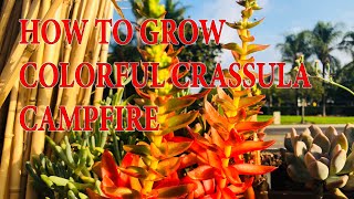 HOW TO GROW COLORFUL CRASSULA capitella ’CAMPFIRE’ [upl. by Rebor620]