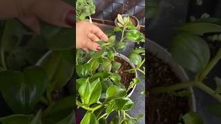 Growing peperomia green creeper from leaves youtubeshorts shorts trending [upl. by Dunning]