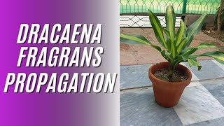 DRACAENA FRAGRANS PROPAGATION home gardening Dracaena [upl. by Llerat]