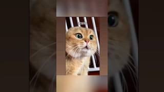 quotChửi ai là yêu tinh hả con Meo meo mỏ hỗn kiaquot😂😂😂 cat cuteanimals funny cutecatspets cutepets [upl. by Eicart]