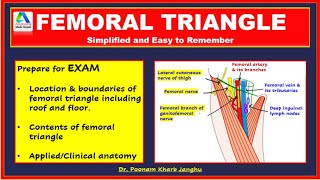 Femoral triangle  Femoral triangle anatomy essentials Anatomy of femoral triangle [upl. by Dambro]