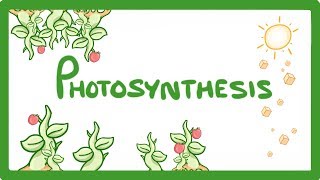 GCSE Biology  Photosynthesis 48 [upl. by Cl]