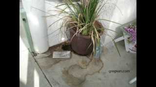 Over Watering Potted Plants Can Lead to Stains in Concrete [upl. by Yeslaehc113]