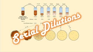 Serial Dilutions of a Bacterial Culture [upl. by Aicatsanna]