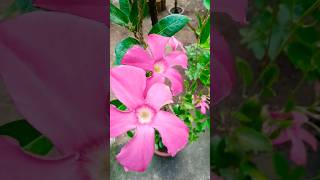 Mandevilla Pink flower plant 🍀gardening song [upl. by Conrade241]