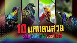 10 นกแสนสวย สีสันน่าทึ่งแห่งธรรมชาติ [upl. by Abbott]