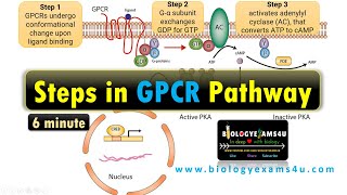 Structure of G Protein Coupled Receptor GPCR Steps in G Protein Coupled Receptor Pathway [upl. by Nat]